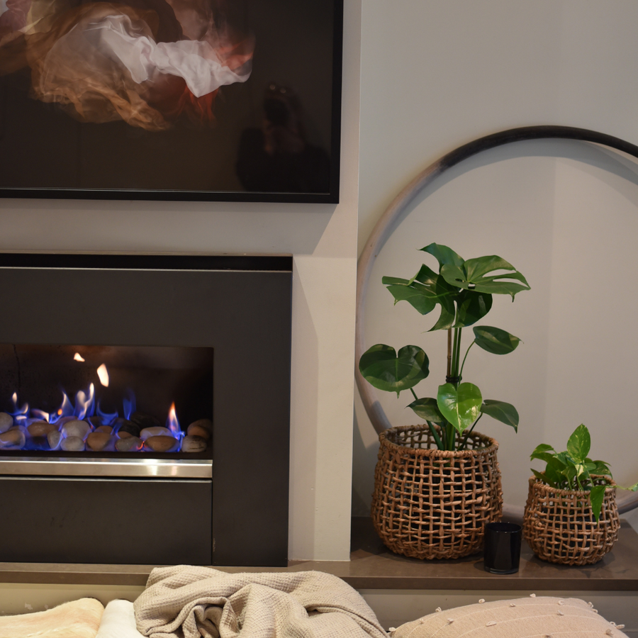 Top 5 Ways You're Killing Your Indoor Plants - and how to avoid them