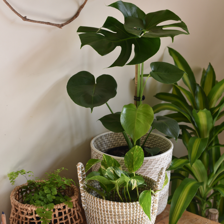 5 indoor plants that love spring