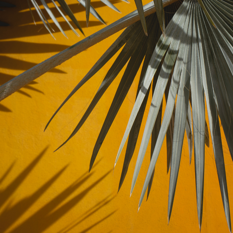 Palms to Lush-up Your Space