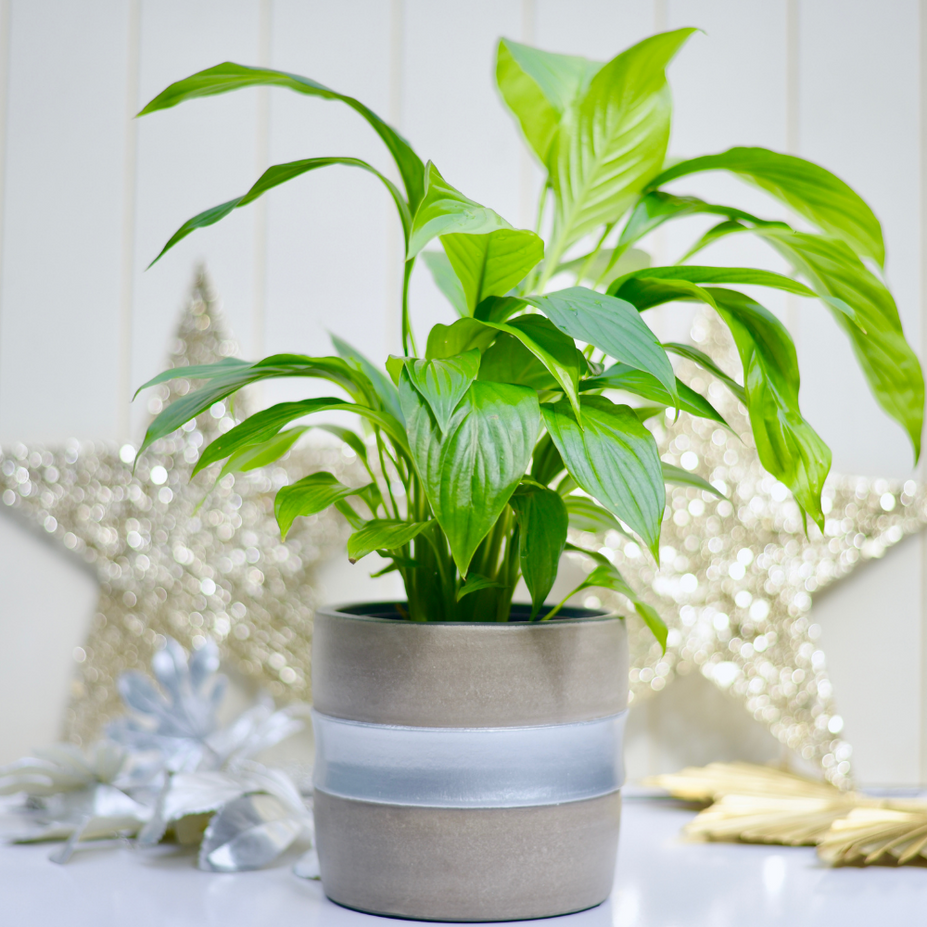 Black Friday – Find Your Perfect Plant and Pot Pairing