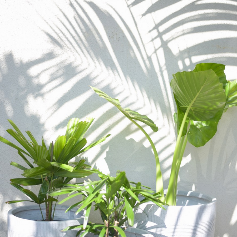 Potted Plant Parents