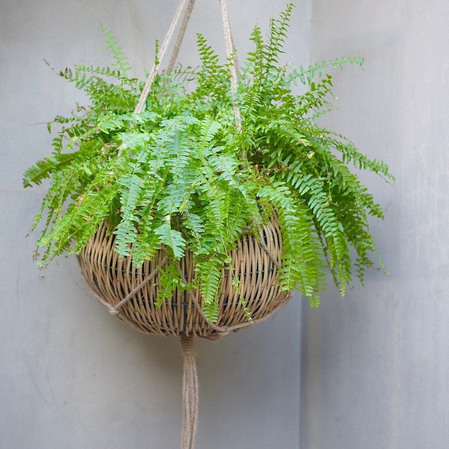 Boston Fern – Gro Urban Oasis