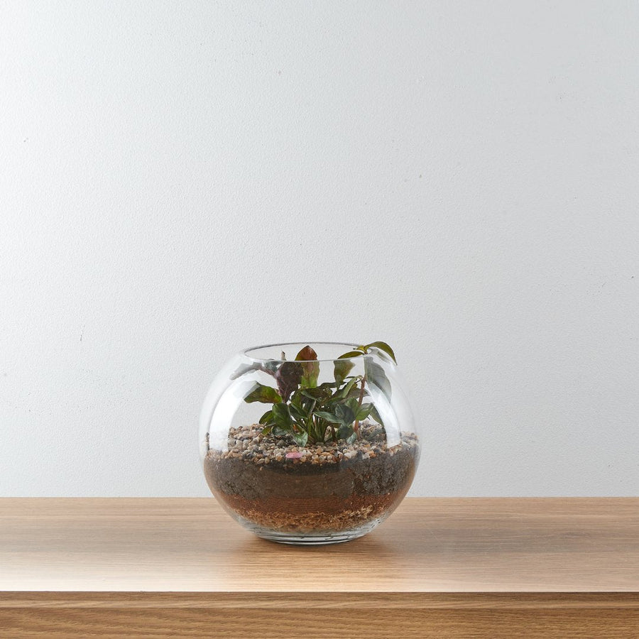Coffee Table Styling with Living Elements