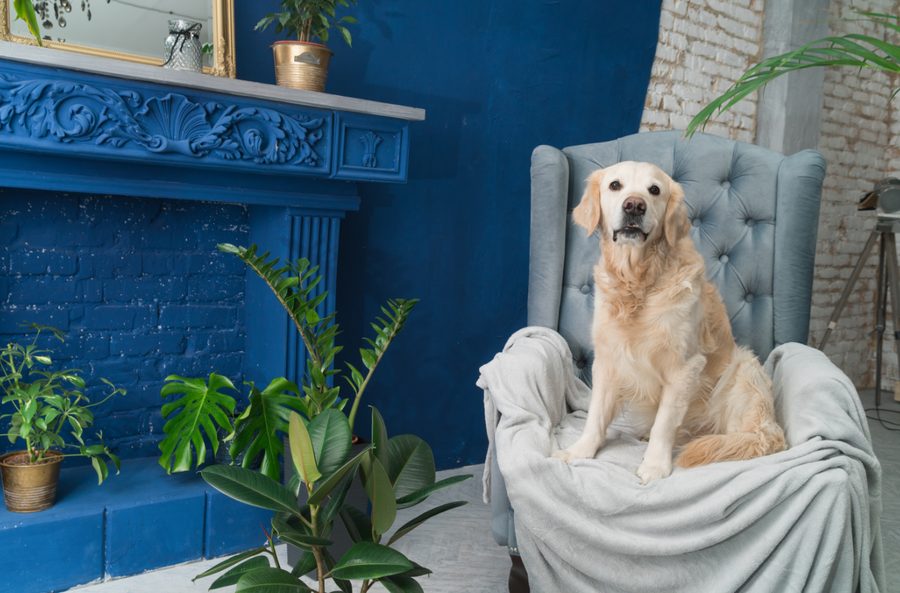 Plants and Pets
