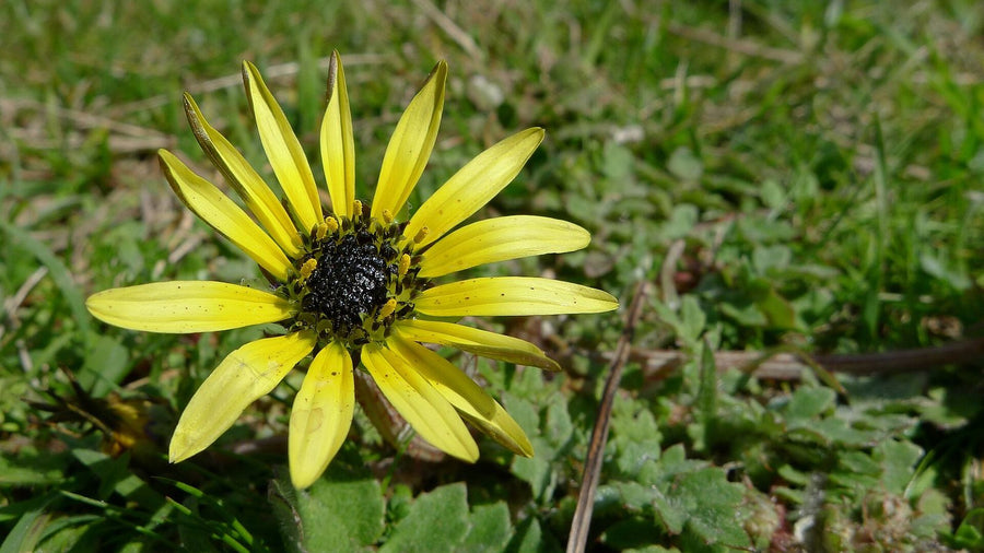 Spring Weeds Are Booming: How to Beat Them Without Harsh Chemicals