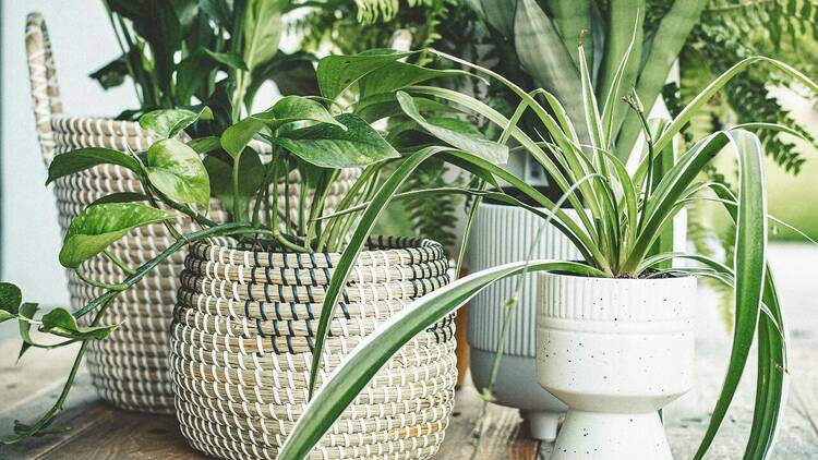 Give a living plant gift from Gro Urban Oasis