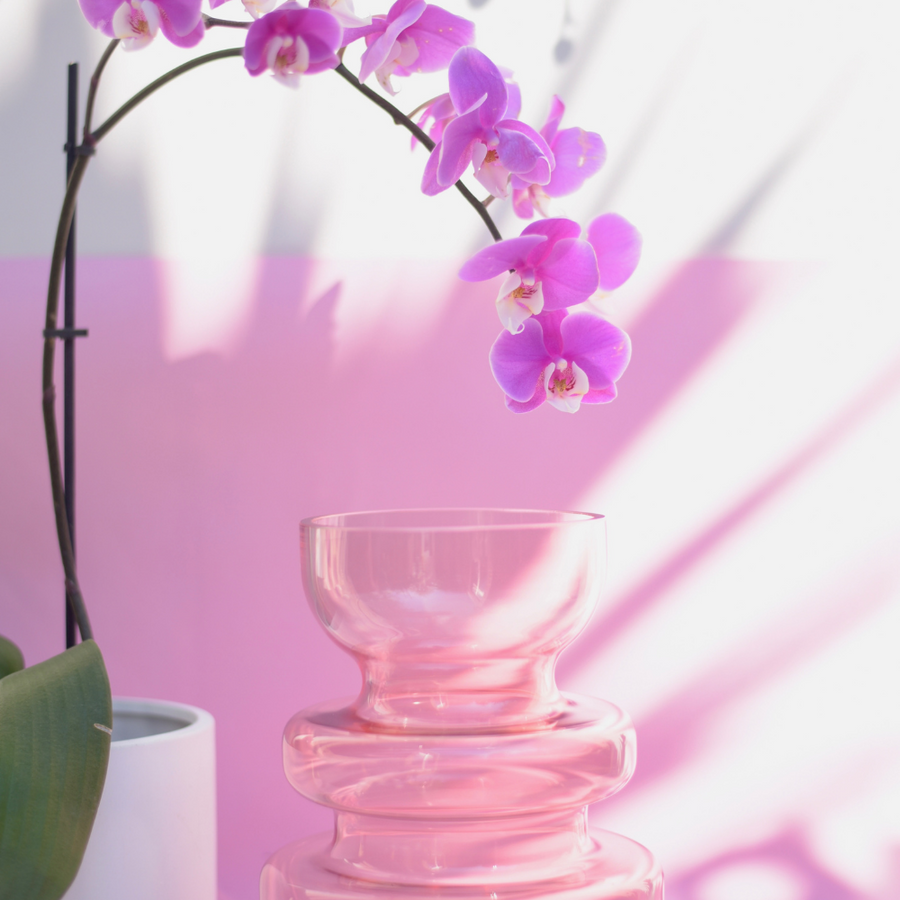 Moth Orchids on Mother’s Day
