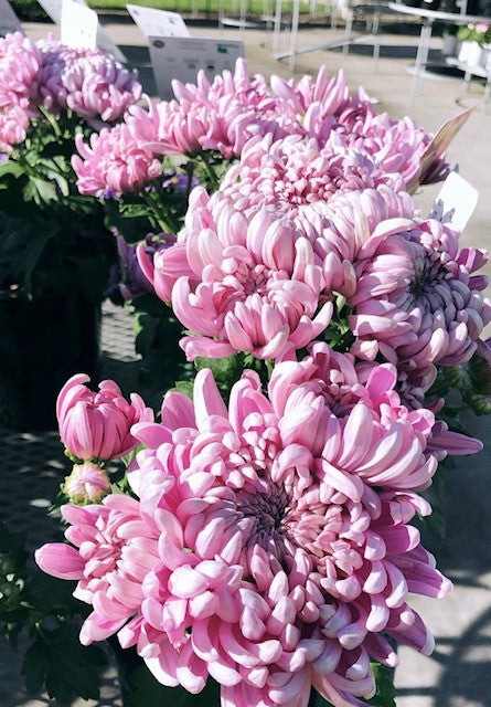 Mother’s Day “Mums”