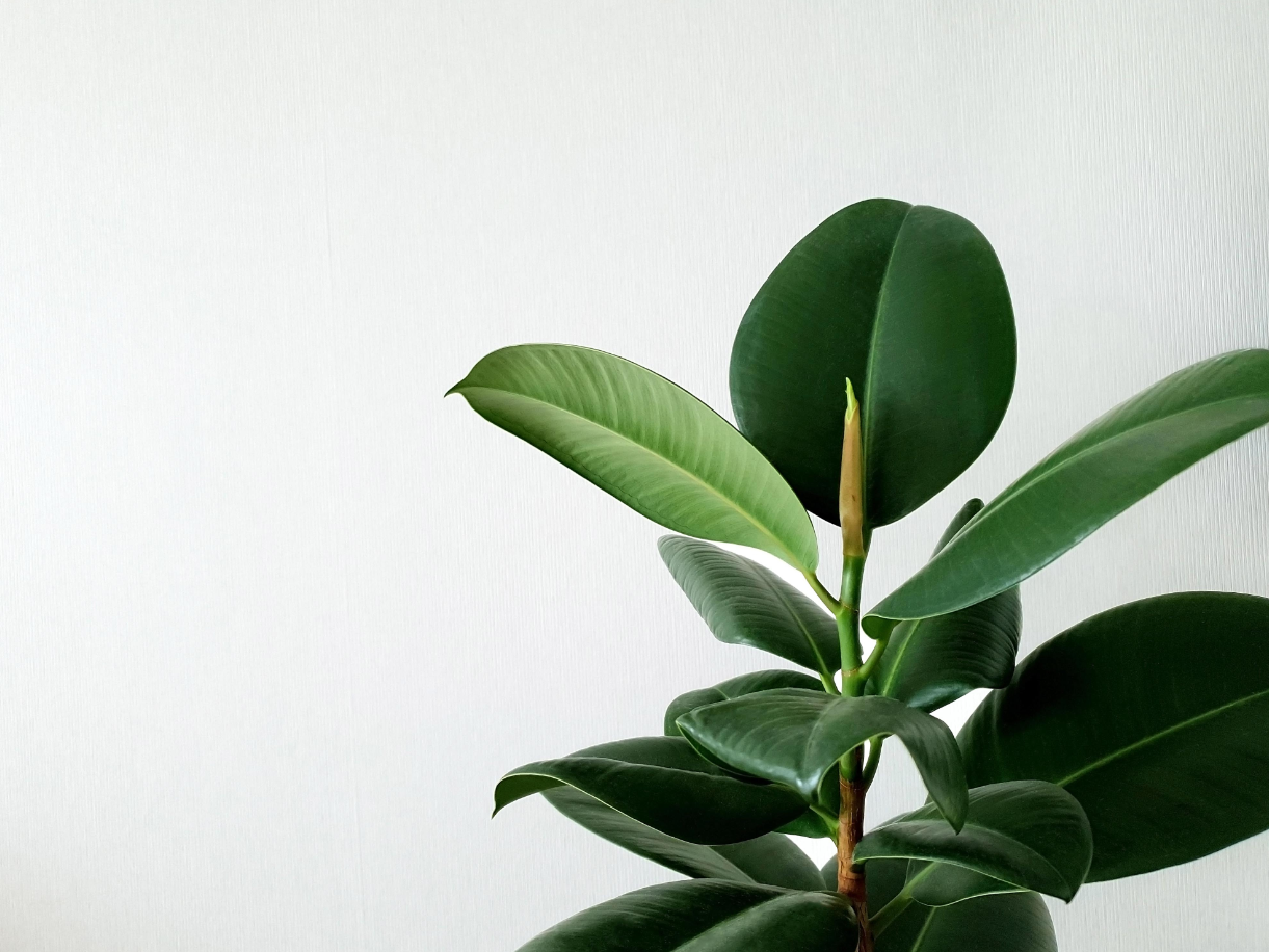 Top three Indoor plants for beginners – Gro Urban Oasis