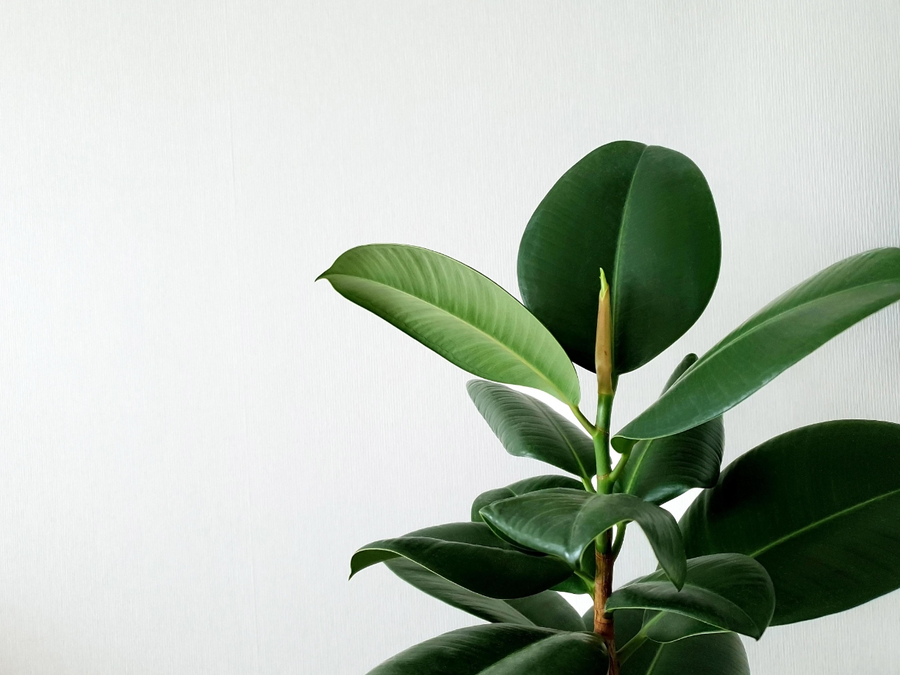 Top three Indoor plants for beginners