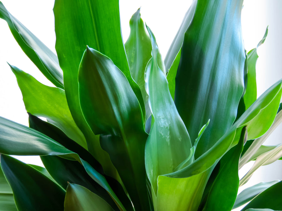 Bring good fortune with Happy Plants