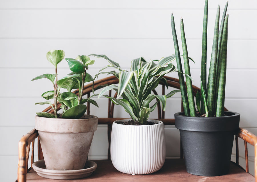 Indoor Plant Care 101