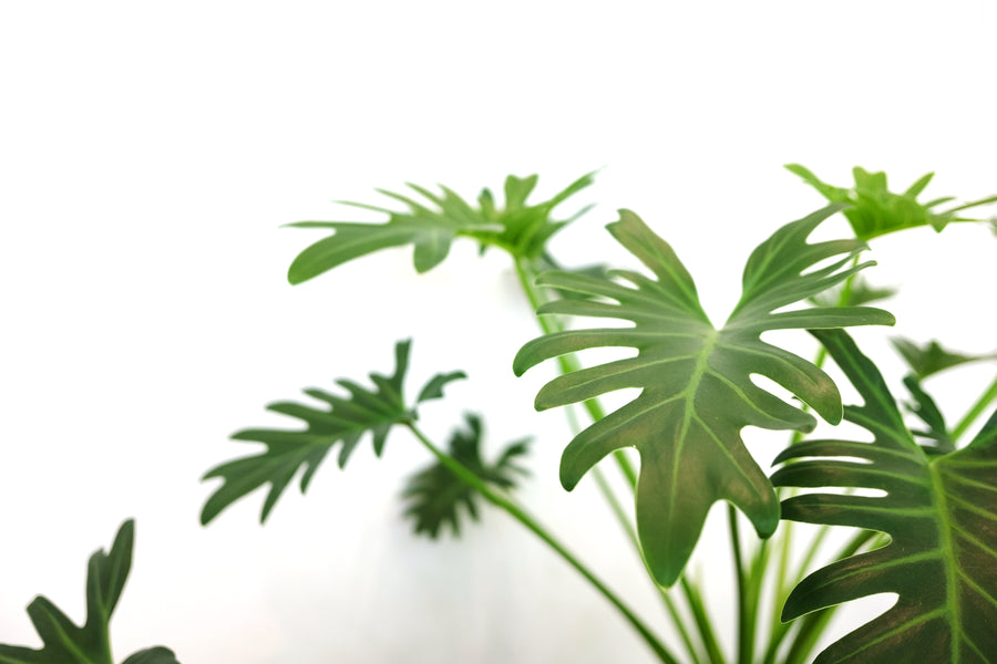 Building a Sanctuary at Home