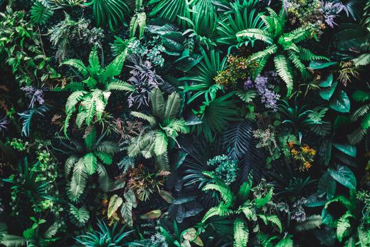 Vertical Gardening