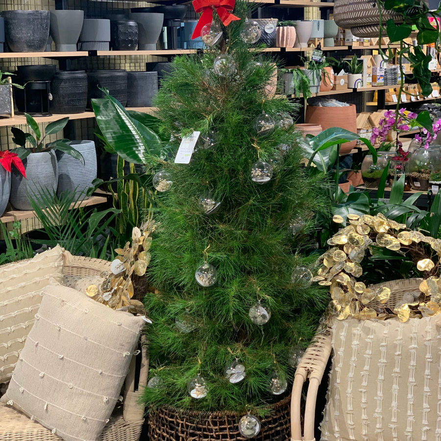 Caring for your potted Christmas tree
