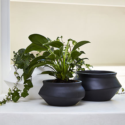 fruit salad plant care indoors Fruit Salad Plant 300mm