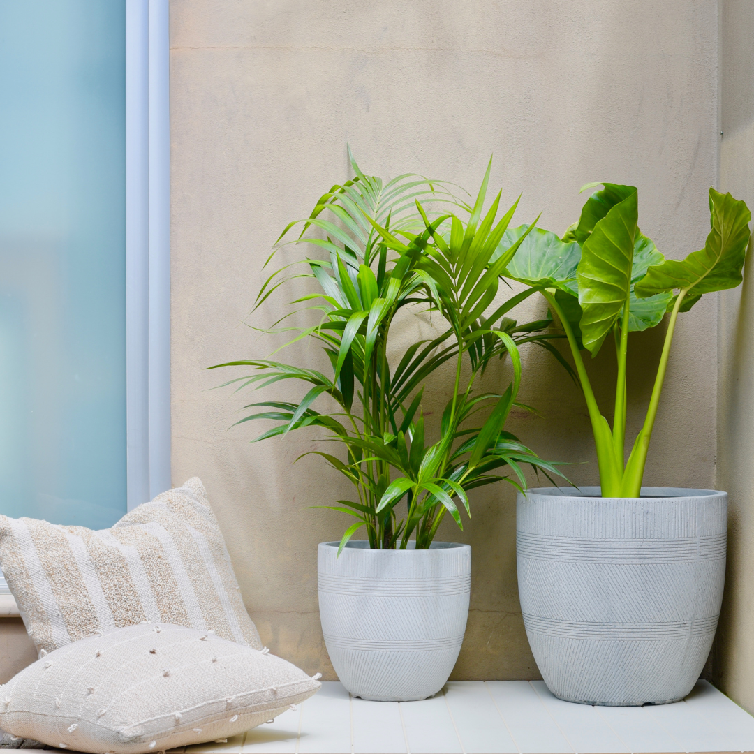 Humidity-loving indoor plants styled in a bathroom — Gro Urban Oasis