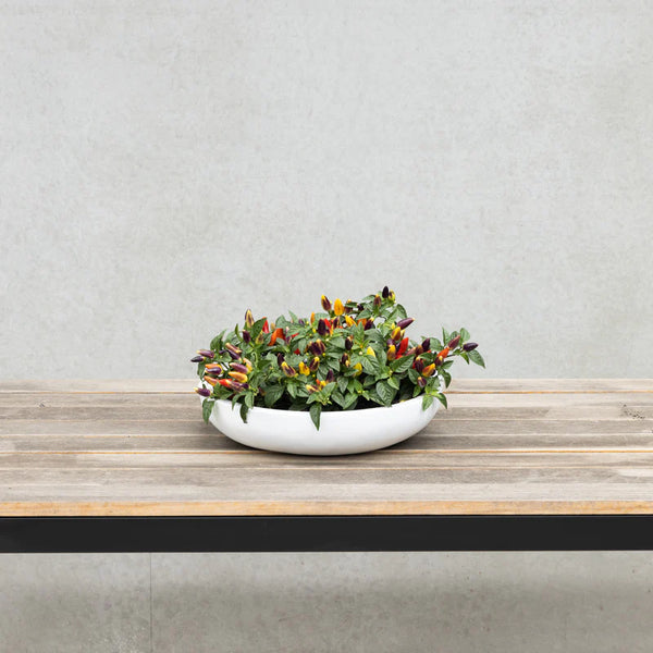 Saxon Low Bowl White 340mm - Gro Urban Oasis