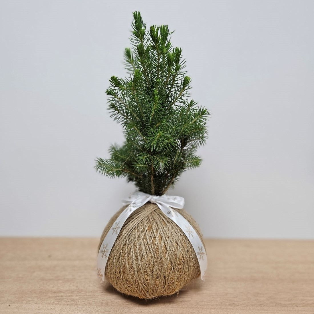 Urban Oasis Christmas Kokedama Medium - Gro Urban Oasis