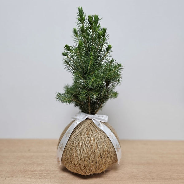Urban Oasis Christmas Kokedama Medium - Gro Urban Oasis