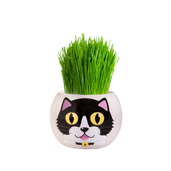 Mr Fothergills Kitty Grass Hair Kit - Gro Urban Oasis