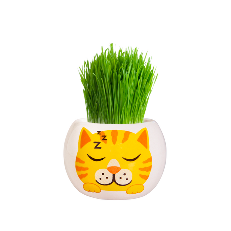 Mr Fothergills Kitty Grass Hair Kit - Gro Urban Oasis