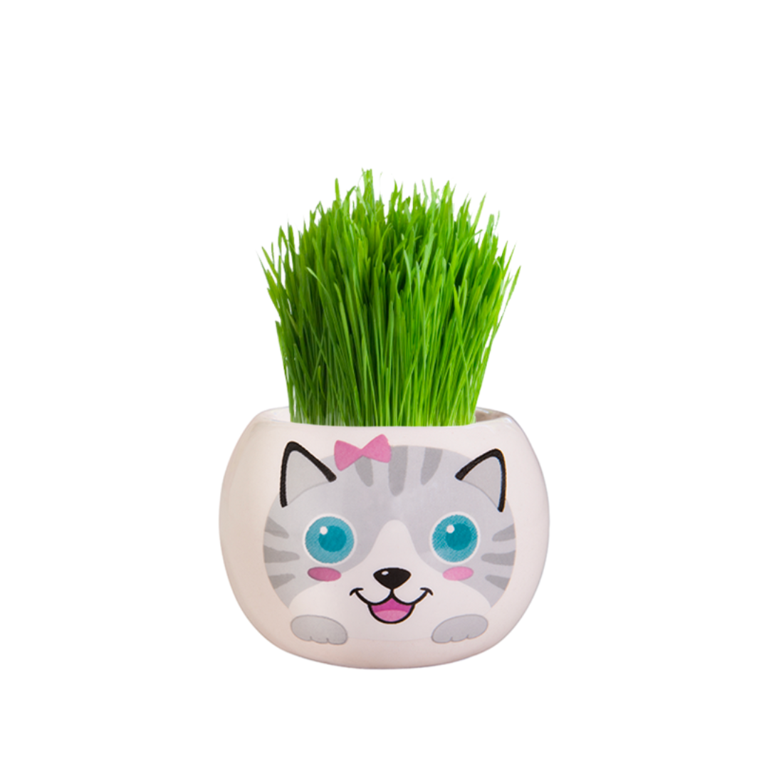 Mr Fothergills Kitty Grass Hair Kit - Gro Urban Oasis