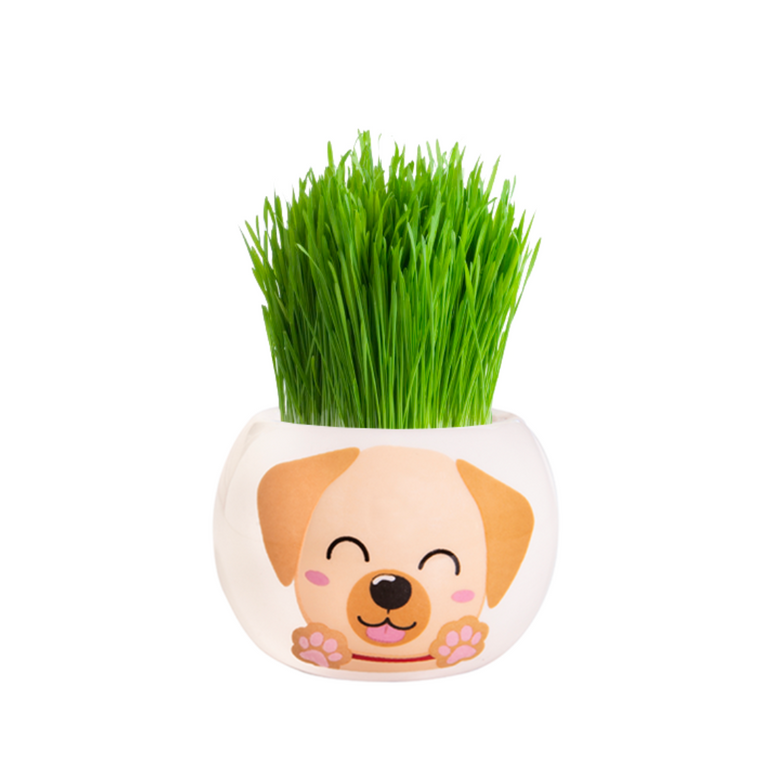 Mr Fothergills Puppy Grass Hair Kit - Gro Urban Oasis
