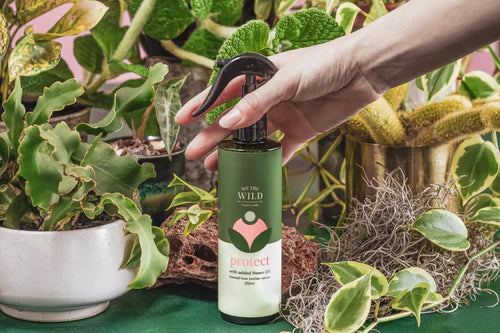 We The Wild House Plants Essential Kit - Gro Urban Oasis