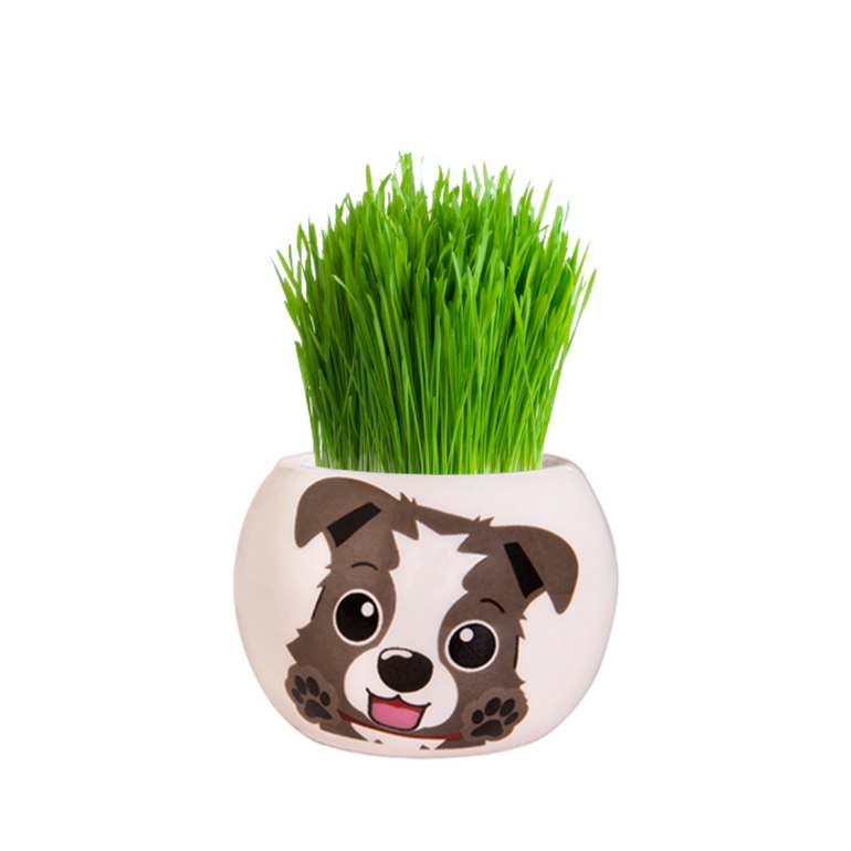Mr Fothergills Puppy Grass Hair Kit - Gro Urban Oasis