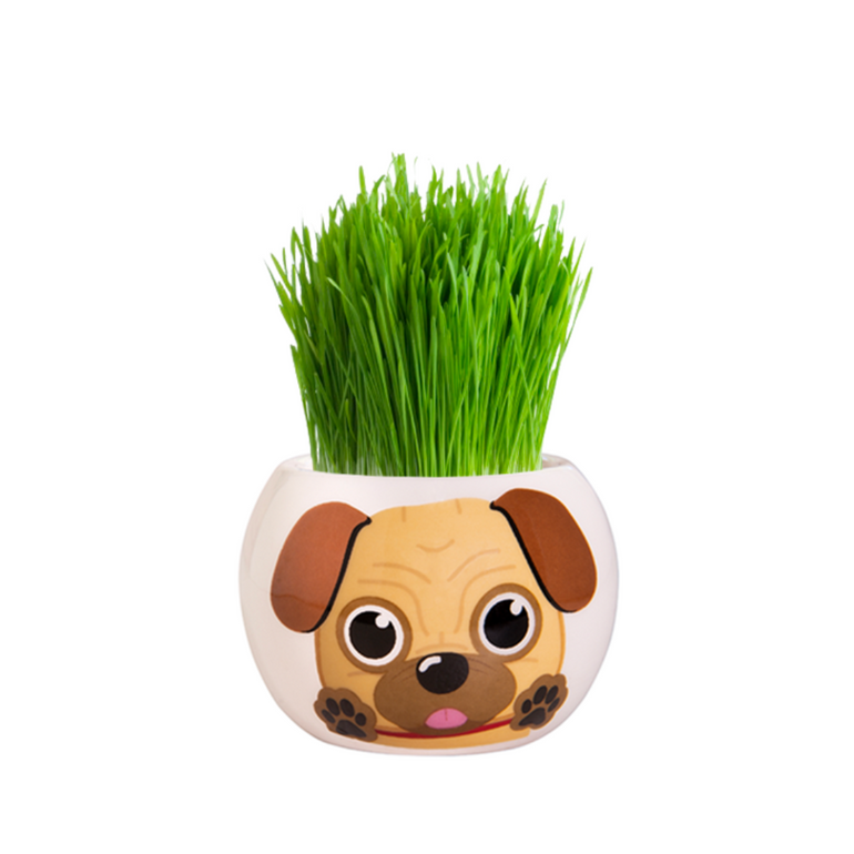 Mr Fothergills Puppy Grass Hair Kit - Gro Urban Oasis