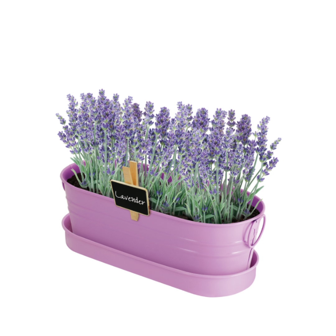 Mr Fothergills Colored Windowsill Tins Lavender - Gro Urban Oasis