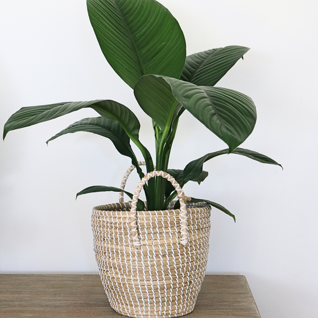 Peace Lily 'Blue Moon' (Spathiphyllum) 200mm - Gro Urban Oasis