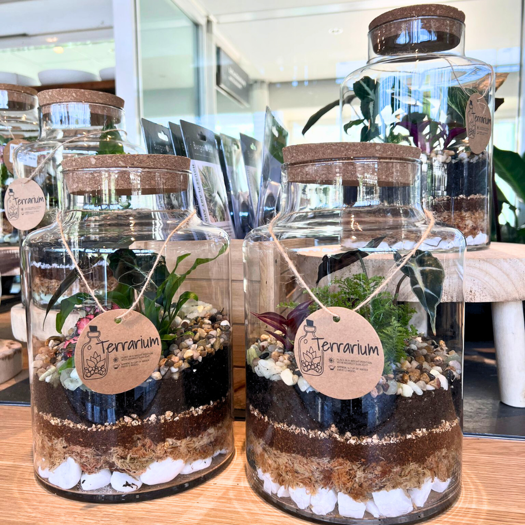 terrarium plant hema Urban Oasis Glass Terrarium with Cork Lid