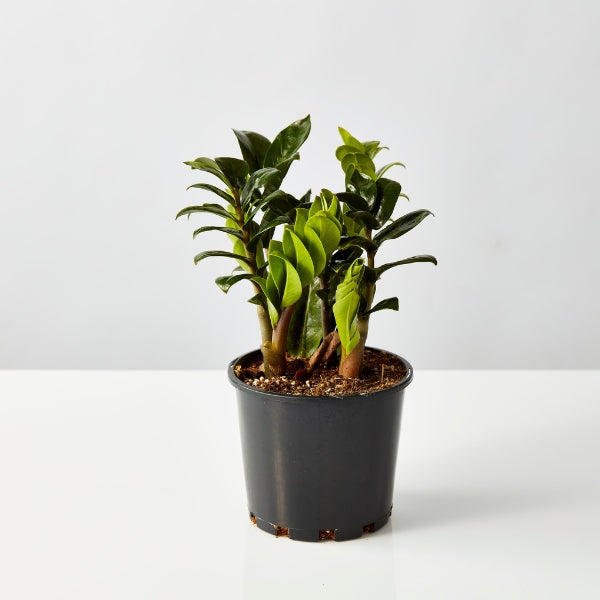 Zanzibar Zenzii 140mm - Gro Urban Oasis