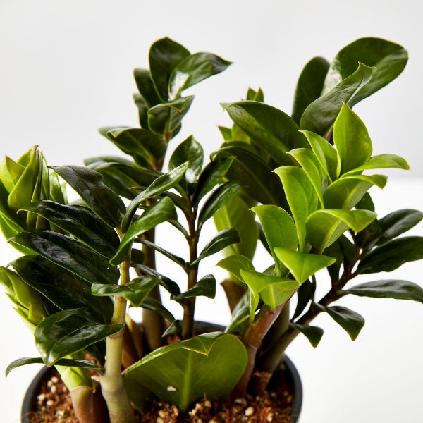 Zanzibar Zenzii 140mm - Gro Urban Oasis