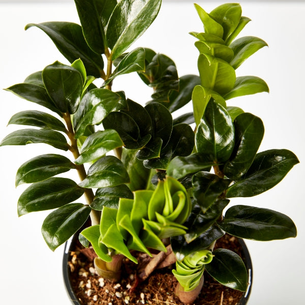 Zanzibar Zenzii 140mm - Gro Urban Oasis