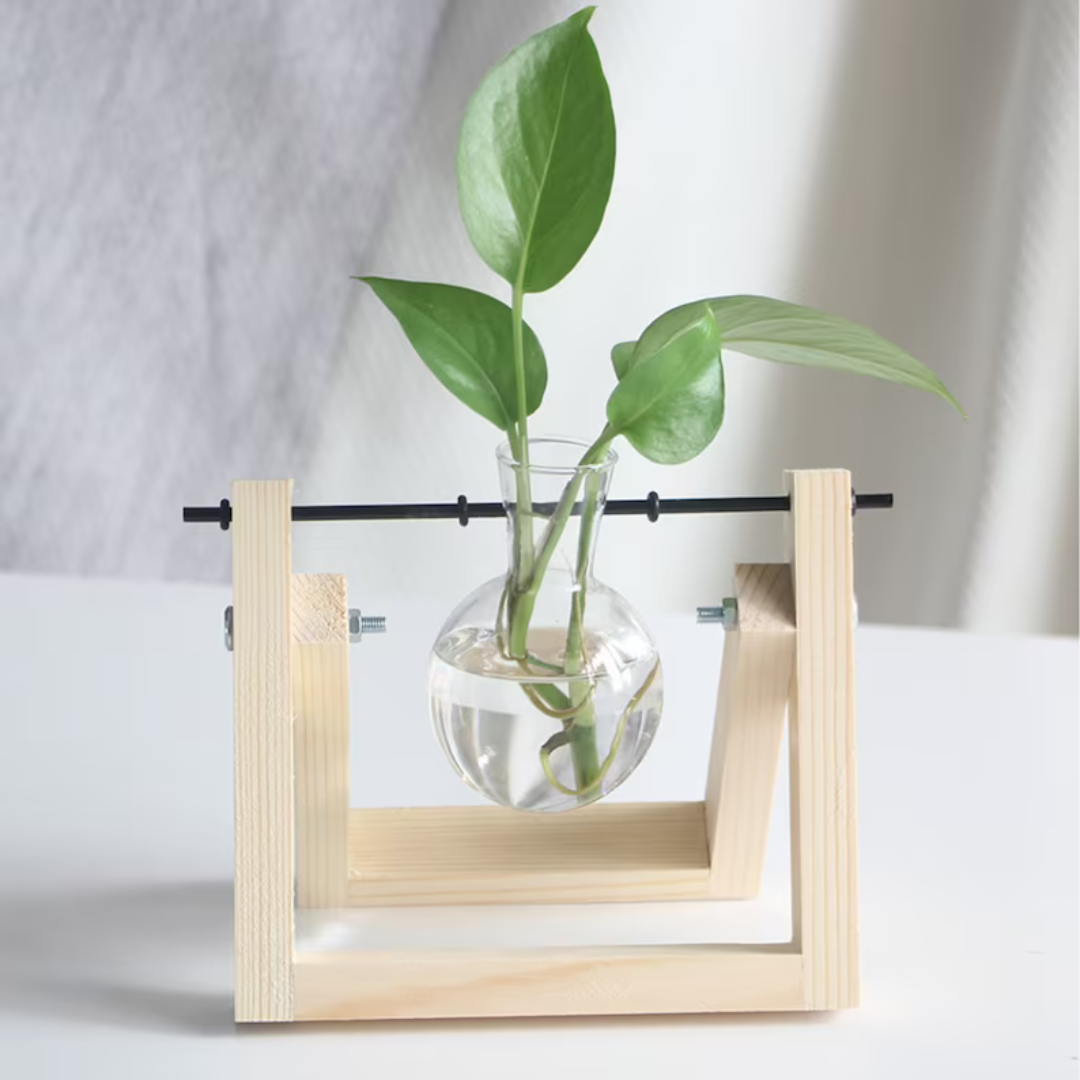Glasseam Stations de propagation pour plantes, terrarium Glasseam Stations de propagation pour plantes, terrarium