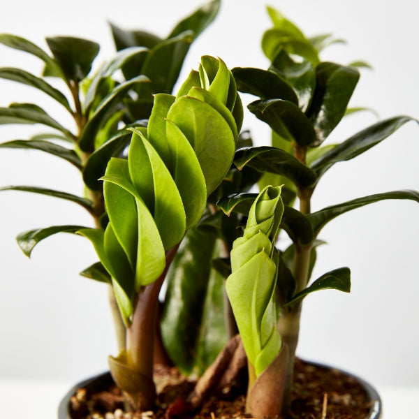 Zanzibar Zenzii 140mm - Gro Urban Oasis
