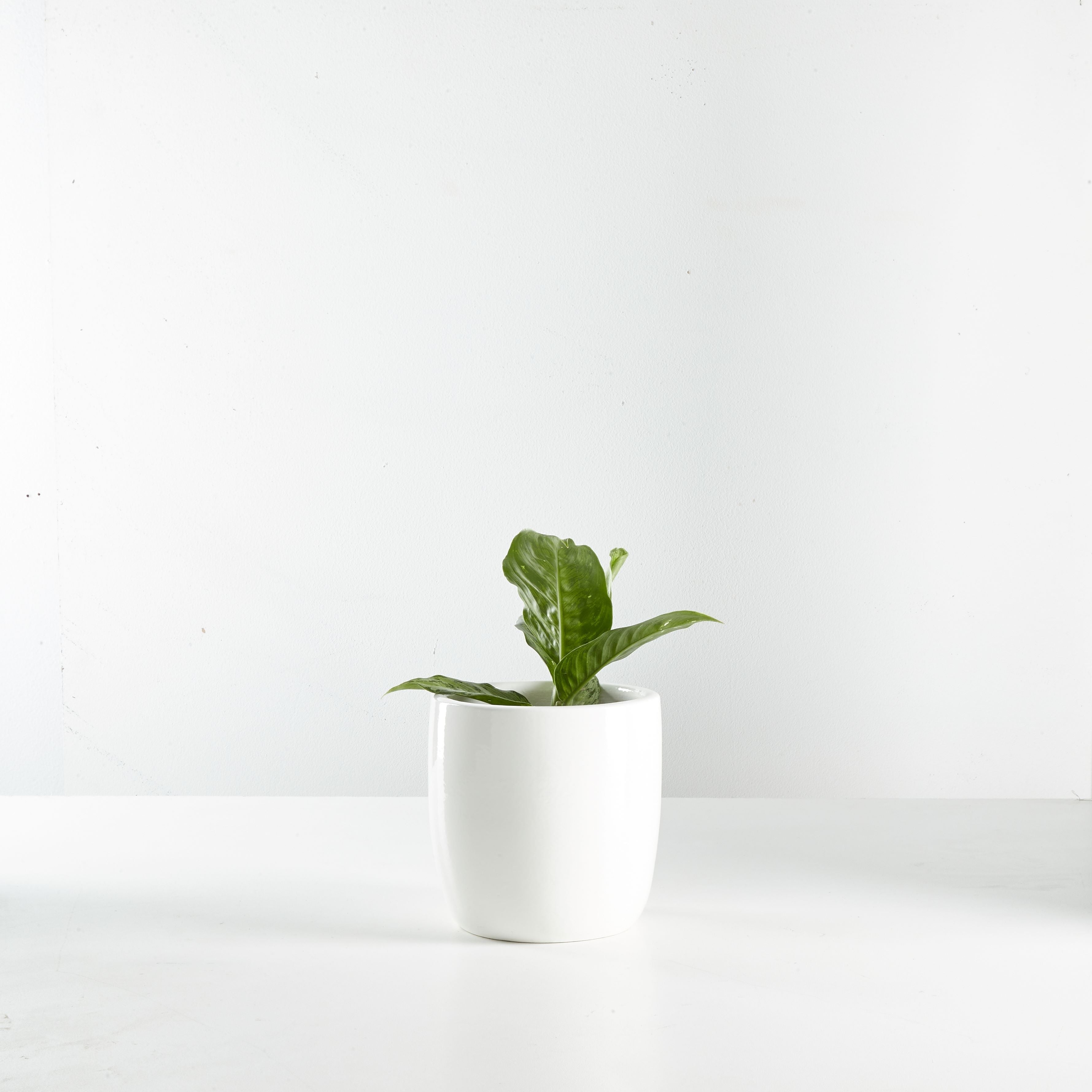 Urban Oasis Alba Pot White 160mm - Gro Urban Oasis