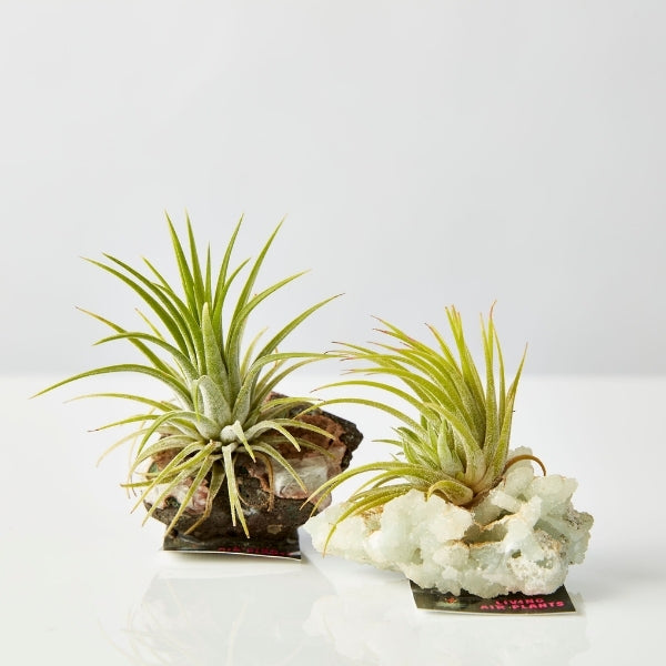 Air Plant On Crystal (Tillandsia On Base D) - Gro Urban Oasis