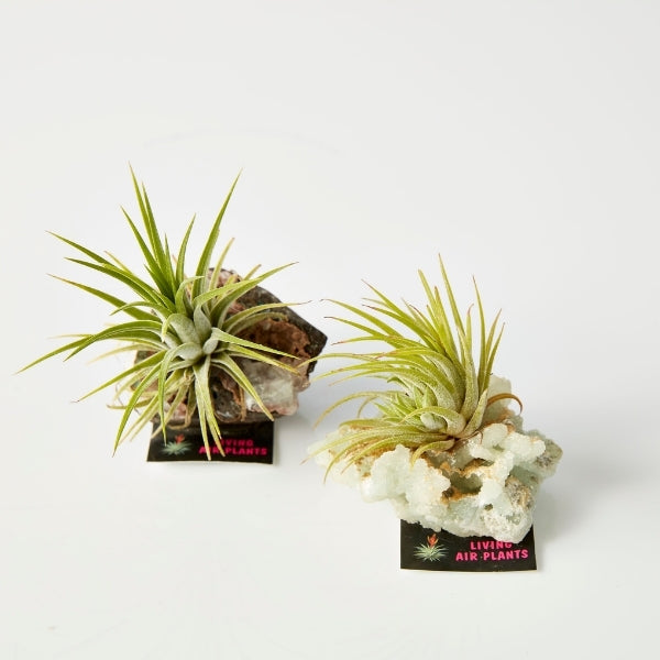 Air Plant On Crystal (Tillandsia On Base D) - Gro Urban Oasis