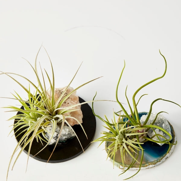 Air Plant On Crystal (Tillandsia On Base E) - Gro Urban Oasis