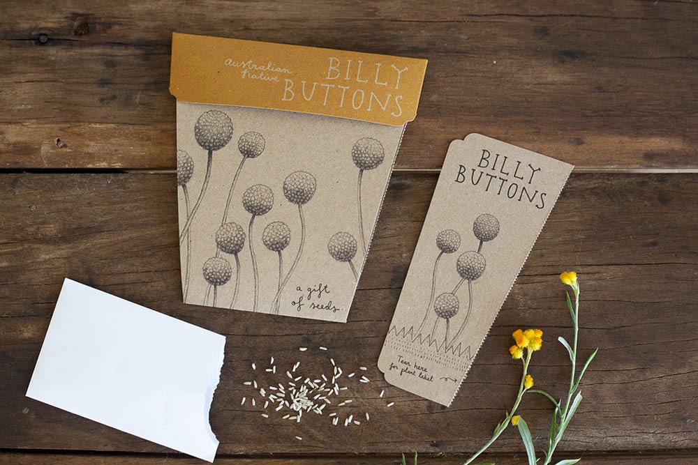 Australian Native Billy Buttons GOS