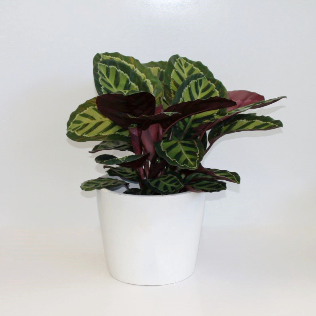 Calathea Rosey (Calathea Roseopicta) 180mm - Gro Urban Oasis