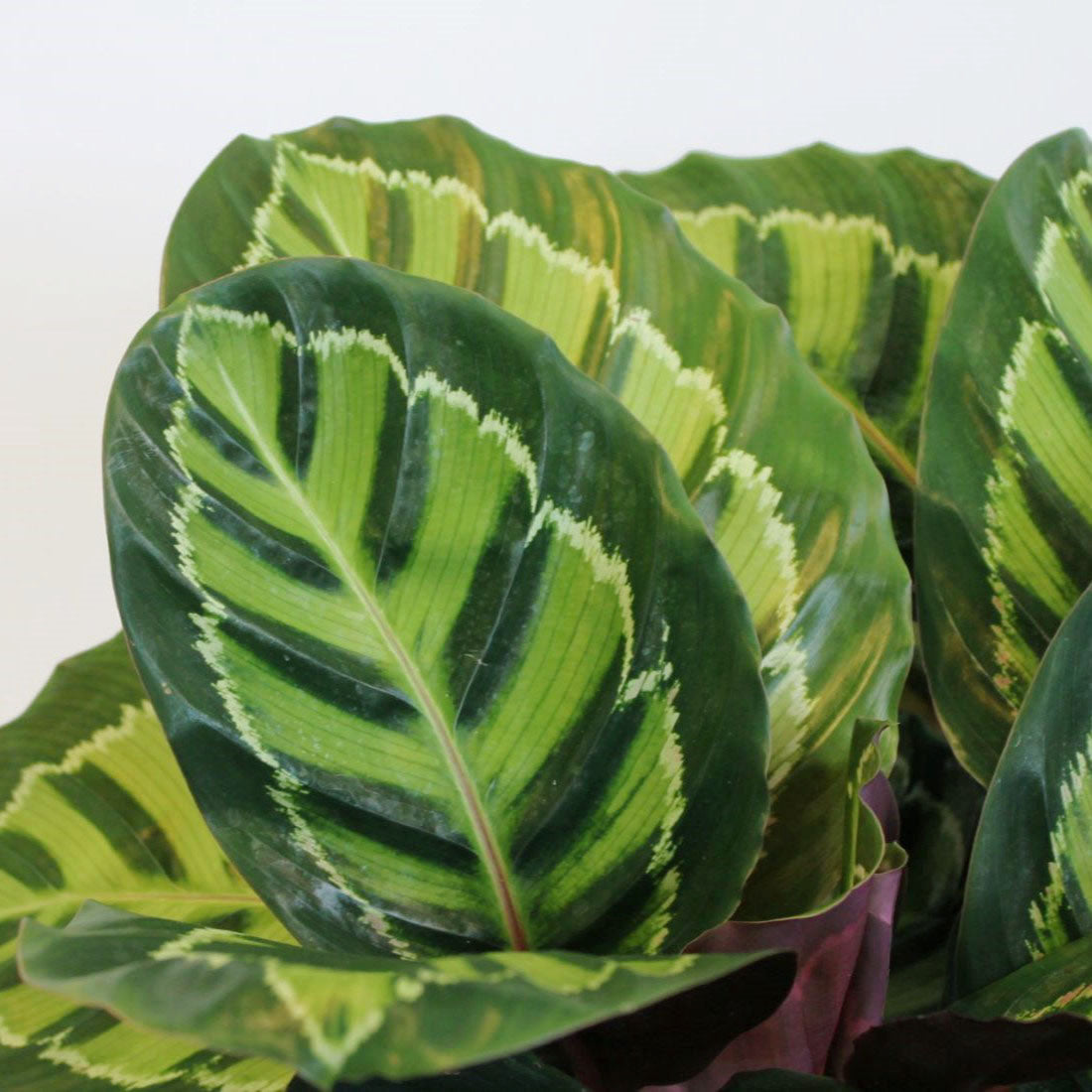 Calathea Rosey (Calathea Roseopicta) 180mm - Gro Urban Oasis