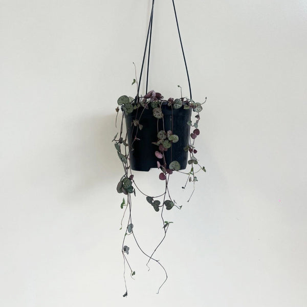 Chain Of Hearts (Ceropegia Woodii) Hanging Basket 150mm - Gro Urban Oasis