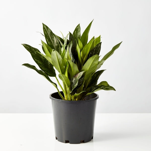 Chinese Evergreen 200mm - Gro Urban Oasis