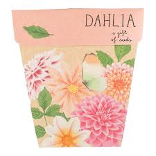 Dahlia GOS