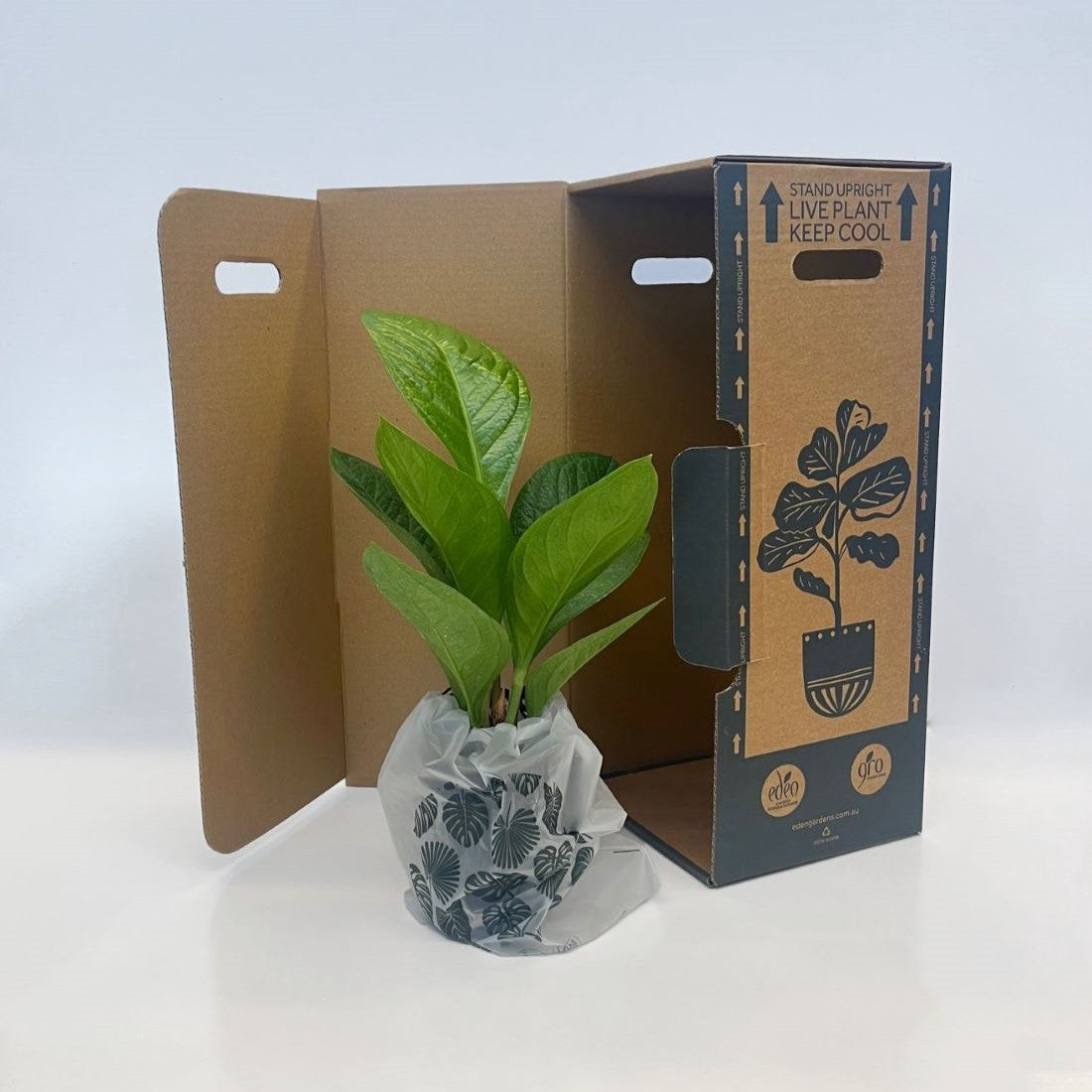 Devils Ivy Pothos (Epipremnum Aureum) Hanging Basket 200mm - Gro Urban Oasis